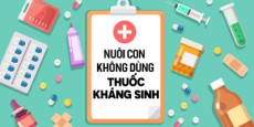 Nuôi con không dùng thuốc kháng sinh